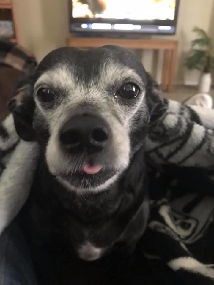 Readers pet photos